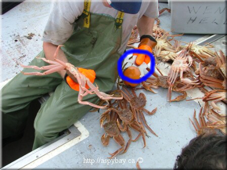 measuring crab