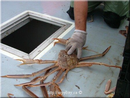 large male crab
