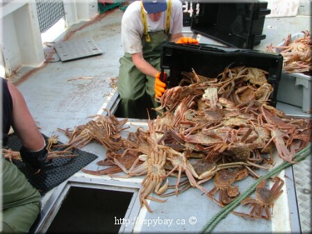 sorting crab