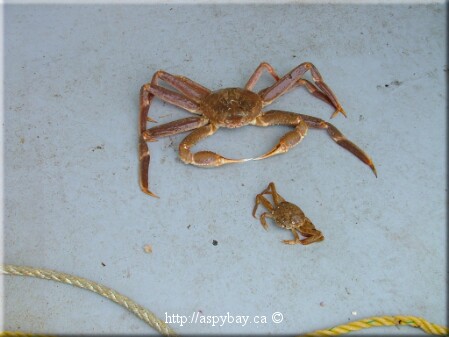 male and female snow crab