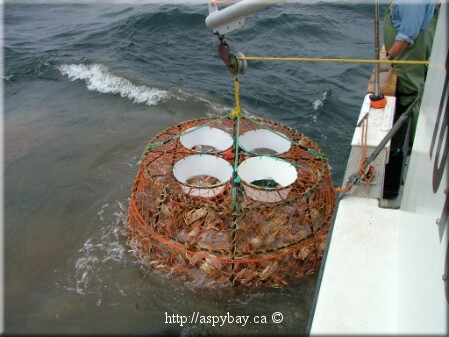 trap being taken out of the ocean